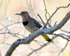 Northern Flicker Yellow-shafted female